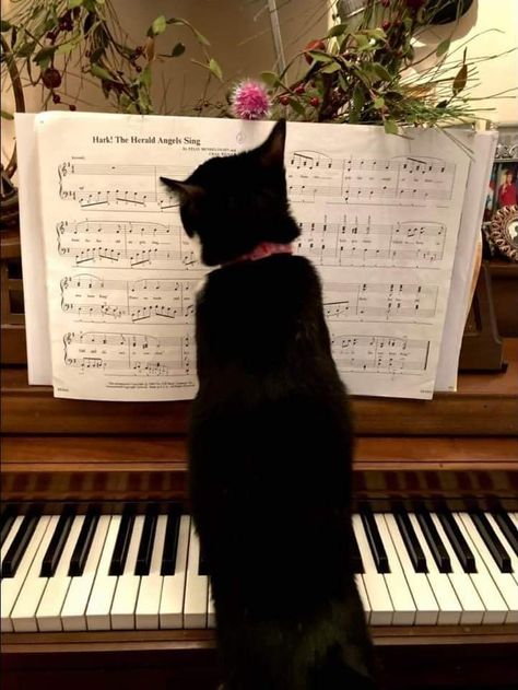 Cat And Piano, Alone In A Crowd, Black Cat Aesthetic, Music Pictures, Mood And Tone, Playing Piano, Black Kitten, Cat Books, Cute Messages