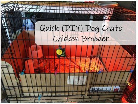 Easy Brooder Diy, Chic Brooder Ideas, Homemade Chicken Brooder, Dog Crate Chicken Coop, Diy Cheap Quail Coop, Homemade Chicken Brooders, Easy Chicken Brooder Ideas, Diy Duckling Brooder, Chicken Brooding Box Ideas