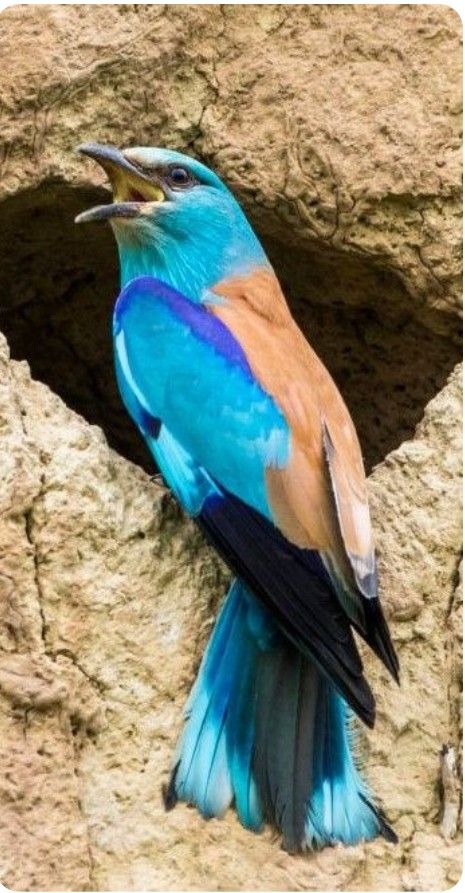 European Roller, Kinds Of Birds, Rare Birds, Nature Birds, Exotic Birds, Tropical Birds, Birdwatching, Pretty Birds, Colorful Birds