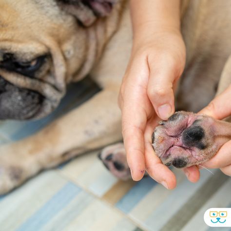 🐾🐾Excessive licking to your dog's feet could mean they are struggling with allergies or other skin related conditions. ! 🐾🐾Try your best to keep your dog's paws clean and dry and make an appointment with us so we can help relieve the irritating itch. 🐾🐾 Give us a call today at 734-453-0485 if your pet is struggling with excessive chewing, scratching! . .#doggyallergies #petallergies #apoquel #plymouthvetmi #cytopoint Vet Medicine, Paw Cleaner, Dog Itching, Pet Allergies, Try Your Best, Make An Appointment, Dog Paws, A Call, Your Pet