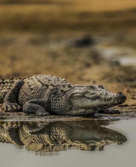 Mugger Crocodile, Crocodile Facts, Crocodile Species, Crocodile Eyes, Chitwan National Park, Crocodile Tattoo, American Crocodile, Nile Crocodile, Tattoo Nature