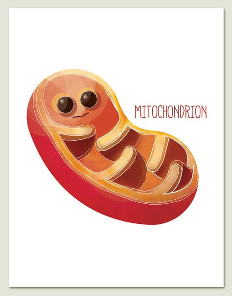 Mitochondrion Archival Print of Original Illustration Science Drawing, Cells Project, Biology Classroom, Science Stickers, Biology Art, Ap Biology, Animal Cell, Science Illustration, Biology Lessons