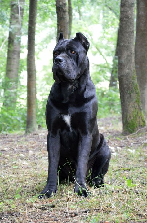 Cane corso King Corso Dog, Black Cane Corso, Chien Cane Corso, Tattoos Dog, Pet Anime, Cane Corsos, Tmax Yamaha, Italian Mastiff, English Dogs