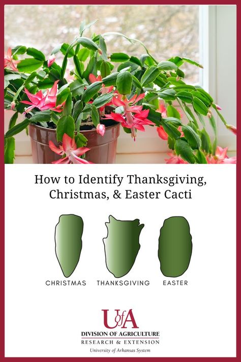 Rooting Christmas Cactus, How To Get Christmas Cactus To Bloom, Caring For Christmas Cactus, Types Of Christmas Cactus, How To Care For A Christmas Cactus, Christmas Cacti, Cactus Leaves, Cactus Christmas, Thanksgiving Cactus