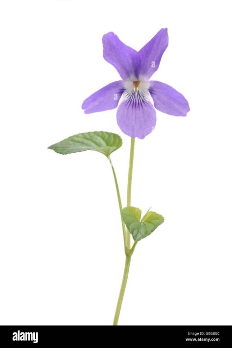 Download this stock image: sweet violet, viola isolated on white background - G0GBG0 from Alamy's library of millions of high resolution stock photos, illustrations and vectors. Violet Garden, Viola Flower, Early Spring Flowers, Sweet Violets, Mini Vase, Violet Flower, Depth Of Field, Wooden Background, Current Affairs