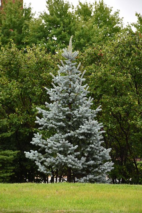 Koster's Colorado Blue Spruce (Picea pungens 'Kosteri') at Gertens Blue Globe Spruce, Columnar Blue Spruce, Colorado Blue Spruce Tree, Blue Conifers, Idaho Blue Spruce, Colorado Spruce, Blue Spruce Tree, Glen Echo, Picea Pungens