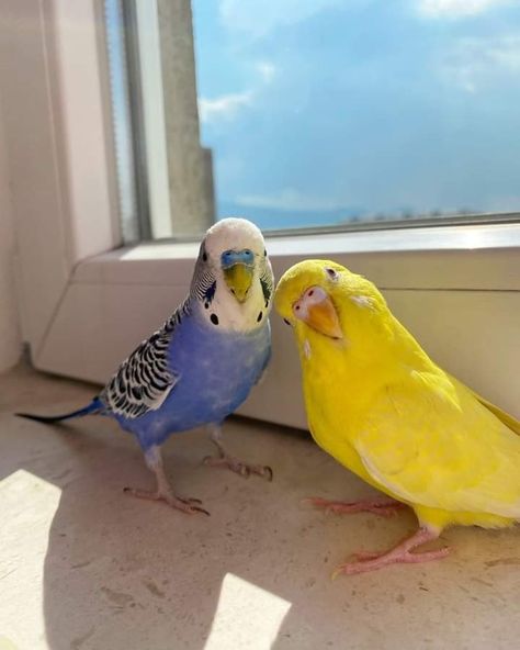 Baby Parakeets, Cutest Animals On Earth, Diy Bird Toys, Parakeet Cage, Parakeet Bird, Budgies Bird, Budgie Parakeet, Funny Parrots, Parakeets