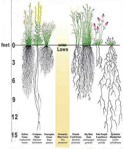 Grass Species, Native Grasses, Plant Notes, Shade Loving Perennials, Growing Grass, Perennial Grasses, Erosion Control, Grasses Garden, Root System