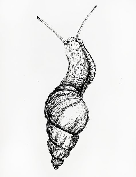 Slugs Drawing, Catipillar Drawing, Catapillar Drawings, Millipede Drawing, Bug Sketches Drawing, Bug Drawing Insects, Bugs To Draw, Bugs Sketch, Sea Snail Drawing