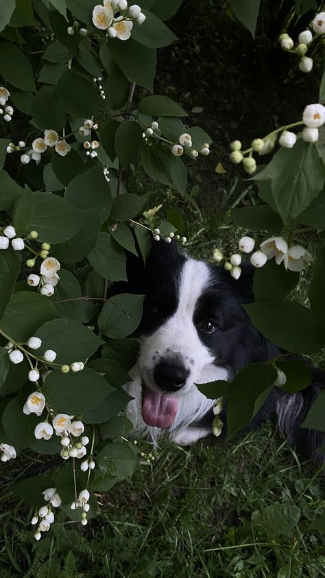 Tricolour Border Collie, Aesthetic Border Collie, Border Collie Wallpaper, Doggy Quotes, Border Collie Art, Dog Wallpapers, 2024 Wishlist, Border Collie Puppies, Border Collies