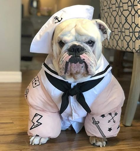 Bulldog Costumes, Bulldog Halloween Costumes, Funny Bulldogs, Bulldog Costume, Halloween Dogs, Old Age Humor, Bulldog Pics, Bulldog Breeds, Pet Things