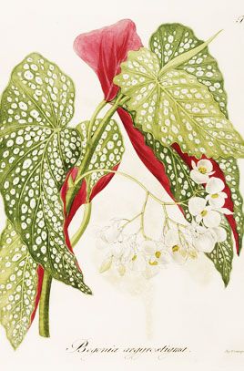 Begonia Drawing, Begonia Tattoo, Spotted Begonia, Flor Tattoo, Tattoo Plant, Begonia Maculata, Orchid Tattoo, Biology Art, Botanical Leaves