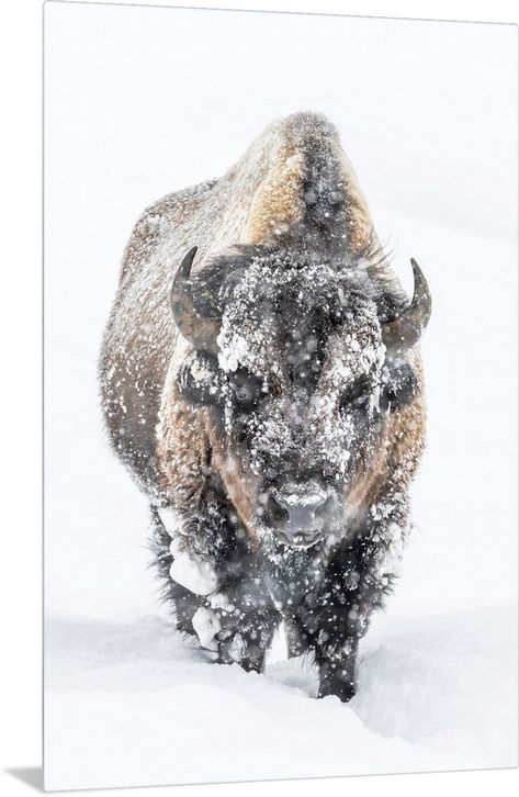 Metal Print entitled Portrait Of A Snow-Covered Bison Standing In A Snowstorm, Yellowstone National Park.  Portrait of a snow-covered Bison Bison bison standing in a snowstorm Yellowstone National Park, United States of America.  Multiple sizes available.  Primary colors within this image include White, Light Gray, Black.  Made in USA.  Satisfaction guaranteed.  Inks used are latex-based and designed to last.  Canvas is a 65 polyester, 35 cotton base, with two acrylic latex primer basecoats and Bison Tattoo, Park Portrait, White Bison, Bison Print, Buffalo Art, Wild Animals Photography, Mountain Man, Snow Storm, Yellowstone National