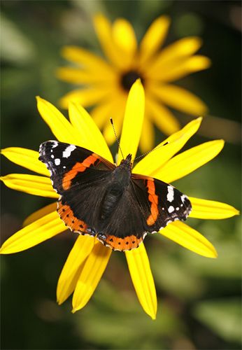 Stunning! Admiral Give Butterflies, Moth Photos, Rudbeckia Flower, Red Admiral Butterfly, Admiral Butterfly, Types Of Butterflies, Butterfly Species, Big Butterfly, Bugs And Insects