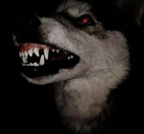 Scary Husky, Starflesh Core, Teeth Aesthetic, Creepy Animals, Mutt Dog, Werewolf Aesthetic, Wolf Teeth, Scary Dogs, Pretty Animals