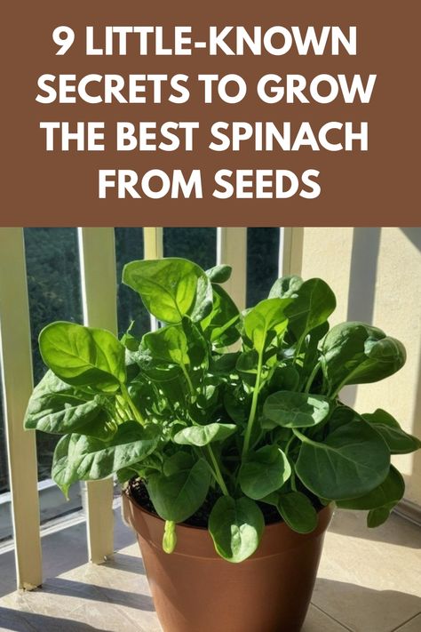 Discover the simple steps on how to grow spinach from seeds right in your own garden. From planting the seeds to caring for your spinach plants, learn all the tips and tricks for a successful harvest. Whether you're a beginner or seasoned gardener, growing spinach is an enjoyable and rewarding experience. Follow along with this easy guide to cultivate delicious and nutritious spinach that you can enjoy fresh or added to your favorite dishes. Start your own homegrown garden today! Spinach Growing Tips, How To Grow Spinach In Containers, Spinach Plant How To Grow, Spinach Garden, Home Small Garden, Spinach Growing, Spinach Plant, Planting Spinach, How To Grow Spinach