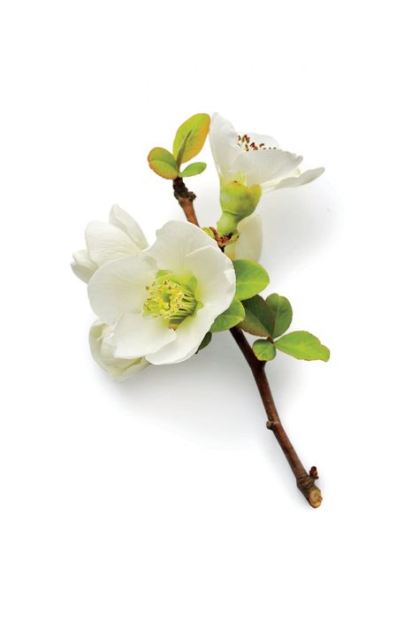 Snow Flowering Quince, Blossom Wallpaper, Best Wallpaper Hd, Embrace Nature, Best Wallpaper, Love Couple Photo, Deciduous Trees, Apple Blossom, Southern Living