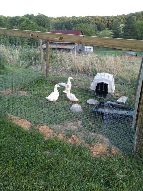 Duck Pond/pool pictures | Page 29 | BackYard Chickens - Learn How to Raise Chickens Small Duck Pond, Pond Pool, Pool Pictures, Chicken Home, Building A Pond, How To Raise Chickens, Rabbit Breeds, Pet Ducks, Raise Chickens