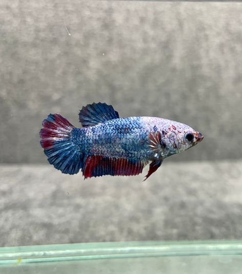 Koi Betta Female – Vegas Betta Female Koi Betta, Betta Breeding, Aquarium Store, Koi Betta, Live Animals, Betta Fish, Aquarium Fish, Koi