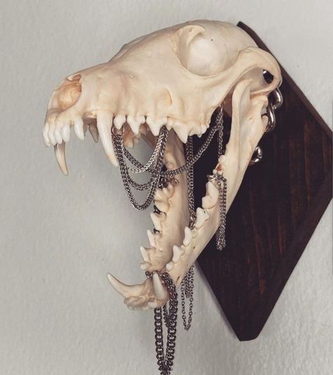 Animal Skull Reference Photography, Vulture Culture Tattoo, Painted Deer Jaw Bone, Animal Jaw Bone Tattoo, Art With Animal Bones, Deer Skull Side View, Animal Skull Photo, Painted Coyote Skull, Real Animal Skull Art