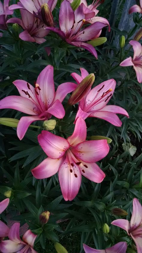 Beautiful Lily Flowers, Different Lily Flowers, Lilies In The Garden, Pink Lilly Tattoo, Rose Lillies, Lilys Wallpapers, Lillies Flowers Aesthetic, Lily Flowers Wallpaper, Dragon Lily Flower