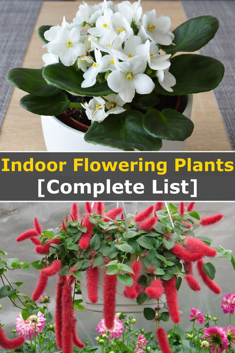 When it comes to indoor plants, there are not many options that can flower.   However, I've put together a list of gorgeous indoor flowering plants that you choose based on your needs... Flowering House Plants Indoor, Indoor Flower Plants, Growing Flowers Indoors, Indoor Flower Garden, Flowering Indoor Plants, Chenille Plant, Plants For Home Decor, Easy Indoor Plants, Flowering House Plants