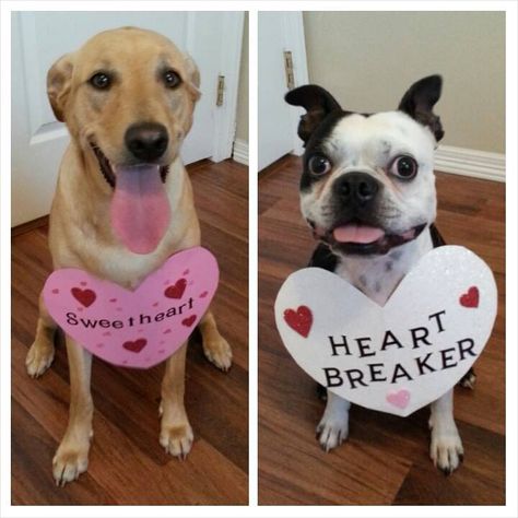 Dog Valentines Craft, Diy Dog Gifts, Clinic Social Media, Birthday Party Dog, Dog Photography Ideas, Valentines Dog, Vet Life, Puppy Valentines, Valentines Party Decor