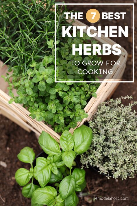 When you're ready to grow your own culinary herbs, start with these 7 best herbs to grow for cooking at home. These kitchen herbs grow well in an indoor herb garden or outdoor vegetable garden and fresh herbs will give your home cooking extra vibrant flavor. Outdoor Vegetable Garden, Parsley Plant, Best Herbs To Grow, Herbs To Grow, Herb Garden Planter, Cooking Herbs, Herb Garden In Kitchen, Indoor Herb, Types Of Herbs