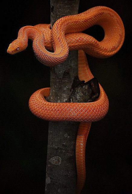 PixieWinks — musts: Patternless Albino Rat Snake by Culebra... Albino Rat, Orange Snake, Snake Photos, Cool Snakes, Rat Snake, Colorful Snakes, Pretty Snakes, Snake Lovers, Cute Reptiles