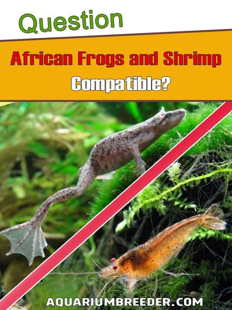 Frog Aquarium Ideas, African Frogs, Pet Shrimp, Water Terrarium, Frog Tank, Fish Garden, Frog House, Community Tanks, Shrimp Tank