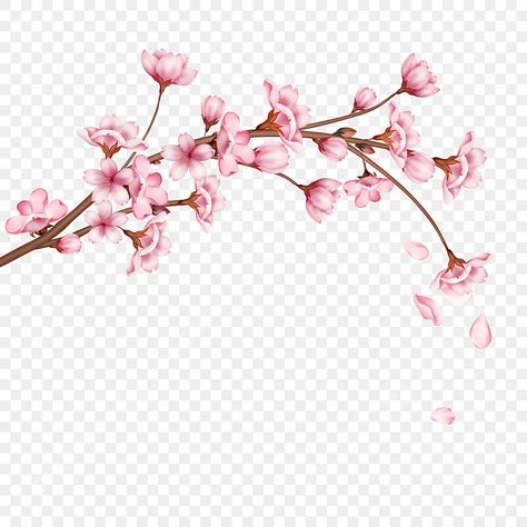 Cherry Blossom Pattern Design, Cherry Blossom Graphic Design, Sakura Background, Cherry Blossom Png, Cherry Blossom Clipart, Chinese Cherry Blossom, Cherry Blossom Images, Cherry Blossom Vector, Sakura Aesthetic