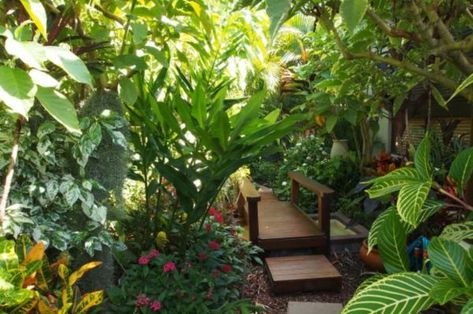 Love your garden: how to grow tropical plants Poolside Planting, Rainforest Garden, Tropical Gardening, Florida Backyard, Plants For Small Gardens, Tropical Backyard Landscaping, Tropical Landscapes, Tropical Retreat, Garden Tropical