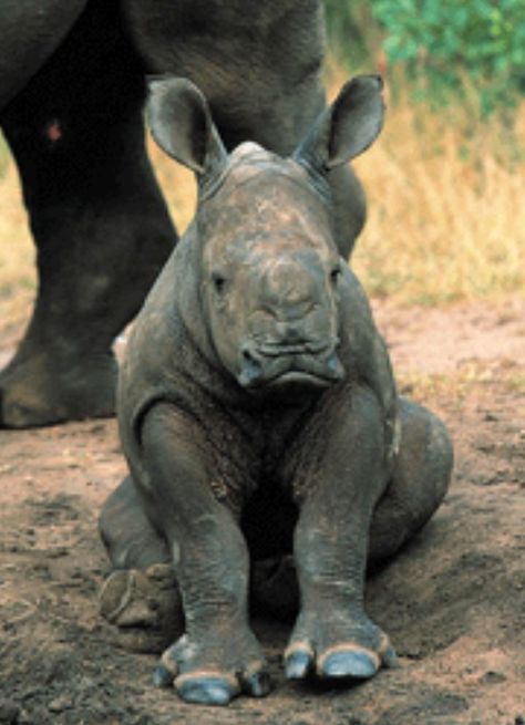 David Attenborough and the blind baby rhino..... TOO EMOTIONAL! Rhino Species, African Rhino, Save The Rhino, Baby Rhino, Majestic Animals, African Animals, Hippopotamus, Annual Report, Wild Life