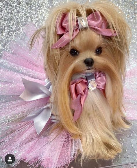 Yorkie Cut, Parti Yorkies, Princess Pet, Pampered Dogs, Dog Fancy Dress, Yorkshire Terrier Teacup, Cute Dog Pics, Spoiled Pets, Teacup Yorkie Puppy