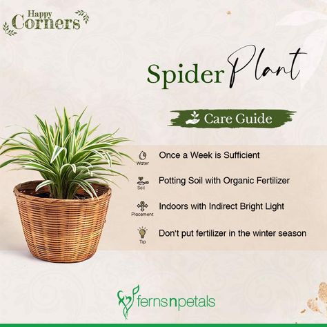 Taking Care Of Plants, Spider Plant Care, Indoor Plant Care Guide, Plant Care Guide, Plant Care Instructions, Buy Plants Online, Plant Care Houseplant, Spider Plant, Vegetable Garden Diy