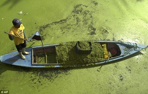 Would you eat pond weed? Protein-rich powder made from duckweed could help feed the world Hoop Garden, Tilapia Fish Farming, Homestead Rescue, Tilapia Farming, Best From Waste, Aquaculture Fish, Tanaman Air, Aquaponics Greenhouse, Sustainable Homestead