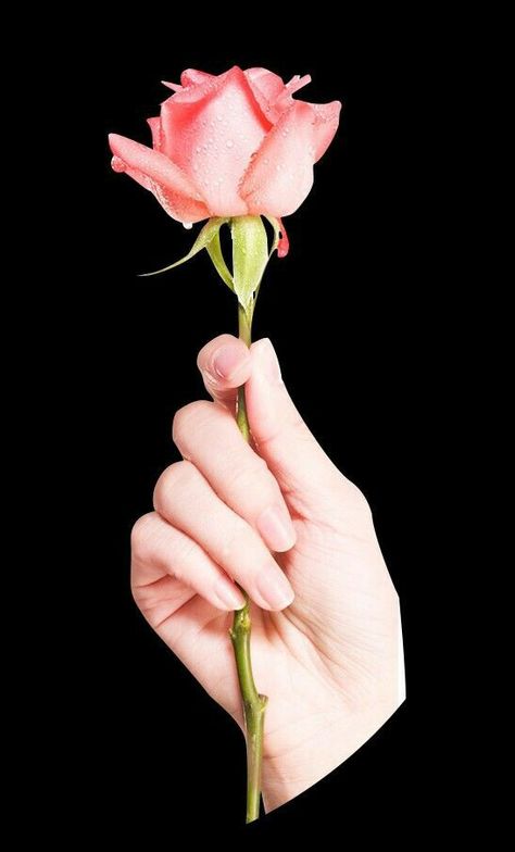 Hand Holding Rose, Rose Reference, Hands Holding Flowers, Human Figure Sketches, Hand Drawing Reference, Hand Flowers, Hand Reference, Holding Flowers, Human Poses Reference