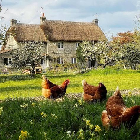 Cottage Aesthetic, Future Farms, English Village, Dream Cottage, Cottage Core Aesthetic, Thatched Roof, Cottagecore Aesthetic, Village Life, English Cottage