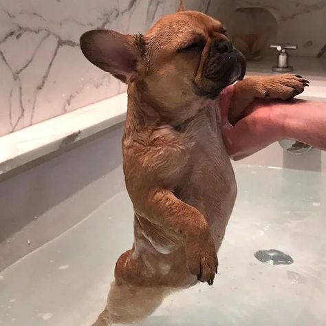 14 Reasons French Bulldogs Are The Worst Indoor Dog Breed Of All Time - The Paws Dog Frenchie, Mini French Bulldogs, Animal Collective, French Bulldog Funny, Bulldog Francese, French Bulldog Gifts, Bulldog Funny, Muddy Paws, Cute French Bulldog