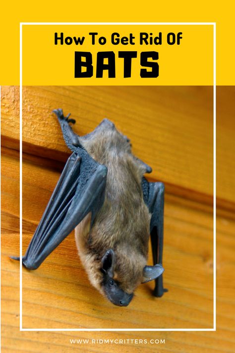 Bats In The House, How To Get Rid Of Bats In House, How To Get Rid Of Bats In Attic, Bat Deterrent, Bats In Attic, Bat Repellent, Diy Mice Repellent, Getting Rid Of Bats, Mouse Bait