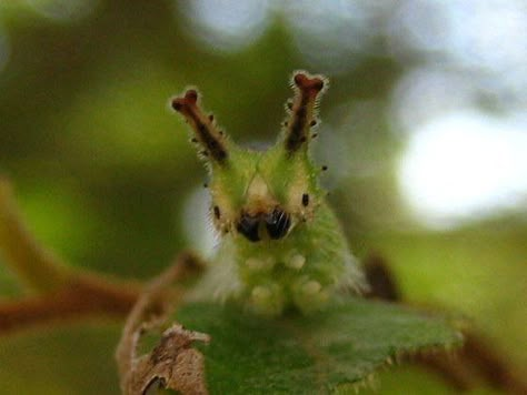 Lauren Simonitis on Twitter: "Yes hi hello I have just heard about the the Japanese Emperor Caterpillar (Sasakia charonda) and I’m in love?????!! https://t.co/tgKiWmll1N" / Twitter Japanese Emperor Caterpillar, Emperor Caterpillar, Japanese Emperor, Hi Hello, Caterpillar, The National, In Love, Japan, On Twitter