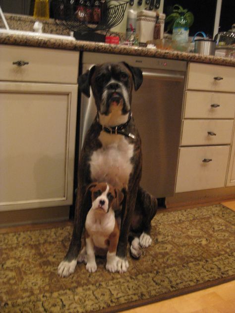 What's for dinner? Black Boxer Dog, Boxer Breed, Boxer Bulldog, Boxer And Baby, Boxer (dog), Boxer Puppy, Boxer Love, Boxer Puppies, The Boxer