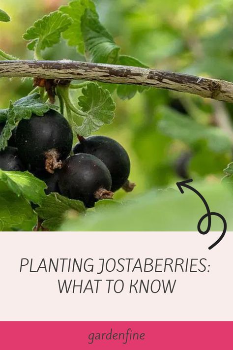 Jostaberries are a hybrid of blackcurrants and gooseberries. These plants are spineless shrubs that can reach a height of 1.8 to 2 meters and a width of a Gooseberry Plant, Yard Remodel, Acidic Soil, Black Berries, Plant Breeding, Plant Zones, Berry Bushes, Organic Compost, Plant Diseases