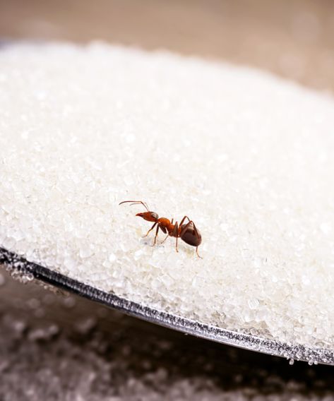 Does baking soda kill ants? | Ant Killer Recipe, Sugar Ants, Tiny Ants, Ant Repellent, The Pest, Kill Ants, Rid Of Ants, Ant Killer, Get Rid Of Ants