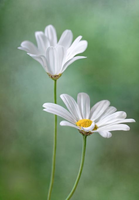 Marguerite daisy | Flickr - Photo Sharing! Daisy Reference Photo, Large Flower Photography, Photos Of Daisies, Daisy Reference, Flowers Reference Photo, Watercolor Reference Photo, Flower Reference Photo, White Flowers Photography, Daises Flowers