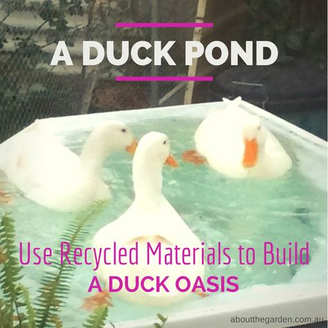 Duck Pond Ideas, Duck House Diy, Duck Waterer, Quack Shack, Duck Ponds, Duck Pool, Duck Pen, Duck Pens, Duck Ideas