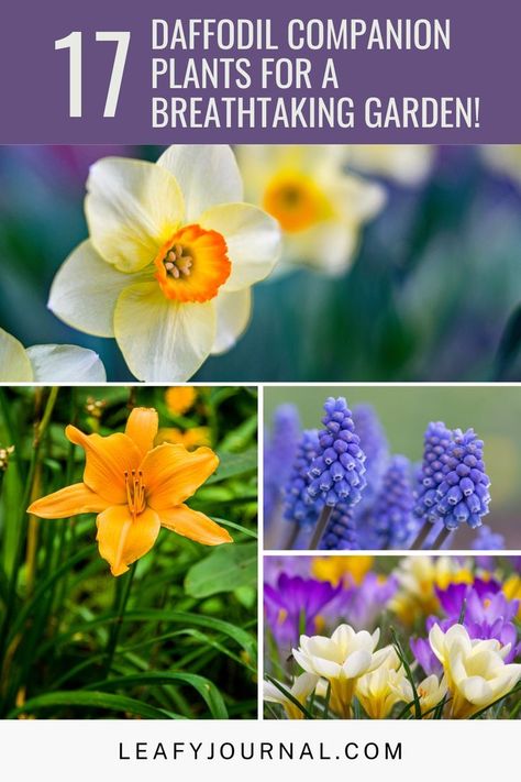 Tulip And Daffodil Garden Ideas, Daffodil Garden Design, Lavender And Daffodils, What To Plant With Daffodils, Tulips Daffodils Hyacinth, Planting Tulips And Daffodils Together, Daffodil Companion Plants, Daffodil Planting Ideas, Transplanting Daffodils