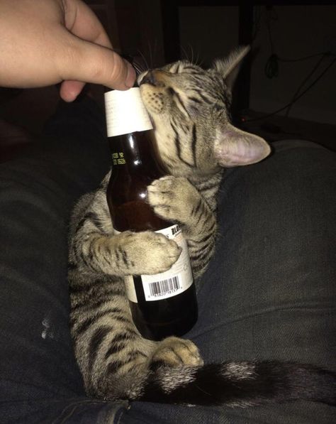 Cat With Alcohol, Cat With Ciggerate, Cat Mood, Great Inspirational Quotes, Silly Cats Pictures, Cat Drinking, Cat Icon, Inspirational Sayings, Cat Boarding