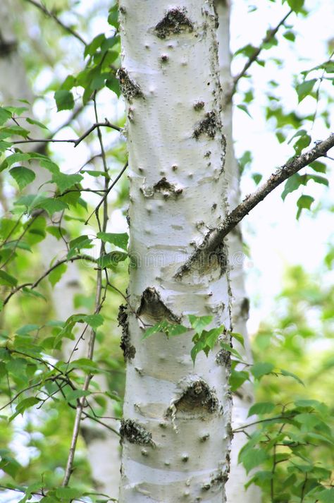 White Birch Tree. Close up of a very pretty white birch tree , #AFF, #Tree, #Close, #White, #Birch, #birch #ad 자작나무 그림, The Magic Faraway Tree, Faraway Tree, White Birch Trees, Birch Tree Art, Birch Leaf, Leaf Images, Aspen Trees, Silver Birch