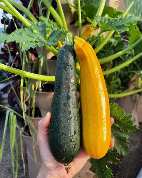 Zucchini Aesthetic, Zucchini Recipes Bread, Zucchini Baking Recipes, Stir Fry Salad, Zucchini Baking, Zucchini Garden, How To Grow Zucchini, Grow Zucchini, Easiest Vegetables To Grow